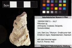 Foto (Objket + Etiketten) von Pithonoton sp. 